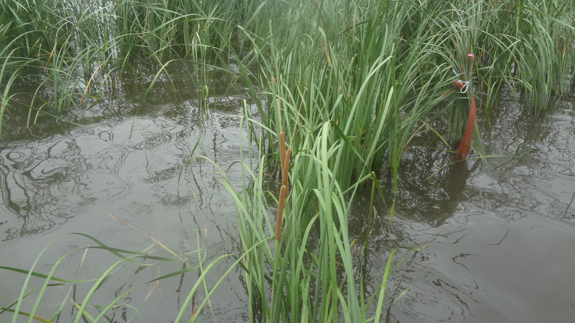 印旛沼に生育する水草の観察（写真はヒメガマ）